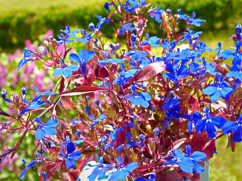 Männertreu auch Blaue Lobelie genannt ist eine Pflanzenart aus der Gattung Lobelia 