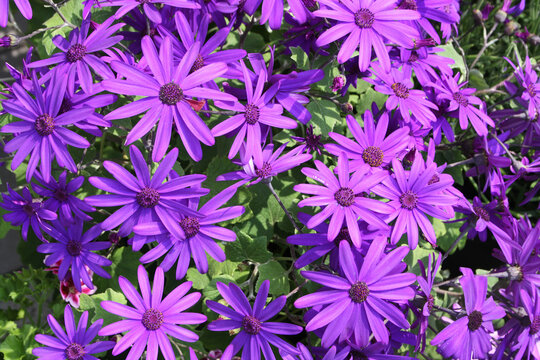 lila Blüten von Bärenohr, Sommerblume Arctotis summer flower, purple flowers