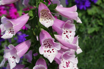 Blüten von Fingerhut, rosa, pink, foxglove flower, close up