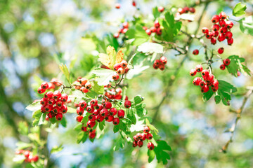 Autumn red berries . Hawthorn bush with berries