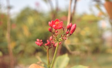 colourful nature