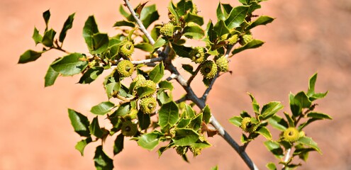 Bellotas de encina, Quercus ilex,  brotando en las ramas del árbol  en primavera