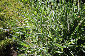 Fototapeta premium A close up of a lush green field