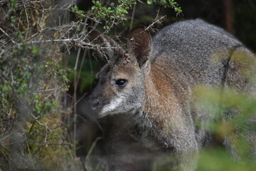 kangaroo in Australia