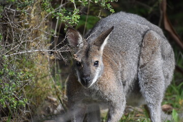 Naklejka na ściany i meble kangaroo in Australia