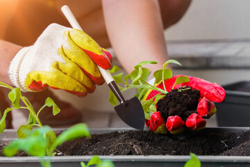 A woman holds in her hand a seedling of petunia, which has grown from a peat tablet. Transplanting...