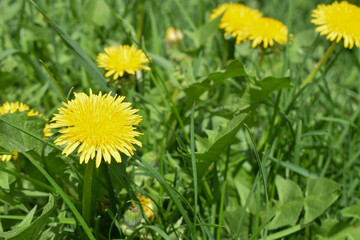 bright juicy yellow dandelions in the sun. bright green nature