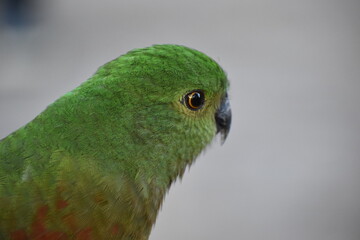 green, red parrot in Australia