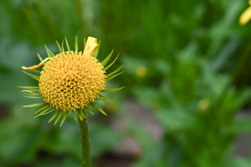 the core of the yellow flower of the elecampane without lepyastkov in nature. rostenia of the Asteraceae family