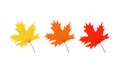 Autumn yellow and red maple leaves isolated on white, vector illustration of autumn leaf fall.
