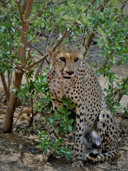 Gepard  