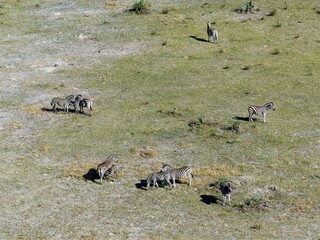 wilde Zebras im Okovango Delta - Botswana