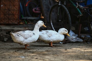 ducks on the street