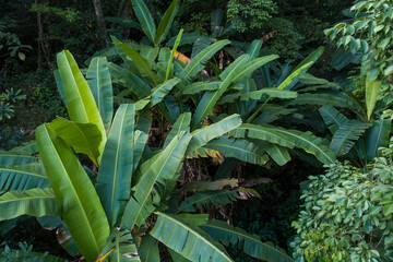 Obraz premium Aerial view of tropical forest in summer