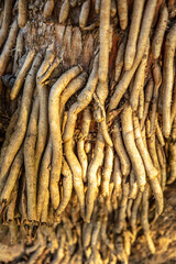 close up of a root