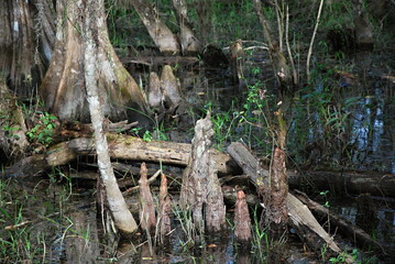 Sumpf im Everglades National Park, Florida