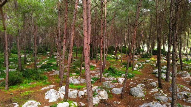 Aerial: Panning Shot Of Rocks And Trees, Drone Flying In Ben Shemen Forest