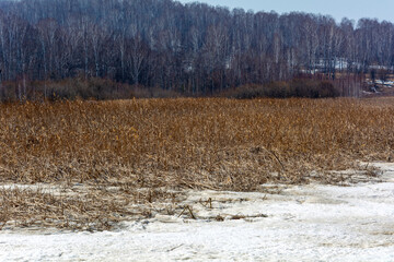 Dry reeds on an ice-covered pond on the Ust-Strelina River