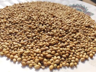 closeup shot of coriander seeds 