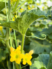 yellow flowers in the garden
