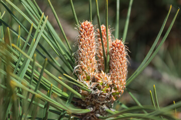 Young inflorescence on a pine branch in the spring