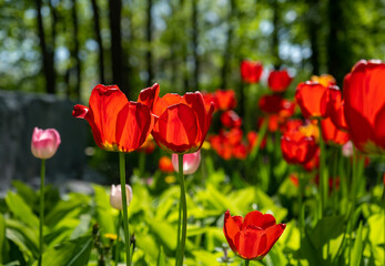 A flower bed of bright blooming tulips in the park