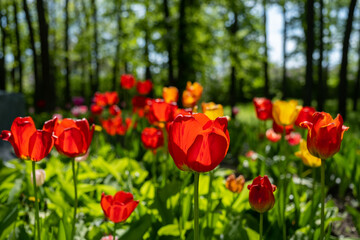 bright red tulips blooming in the garden