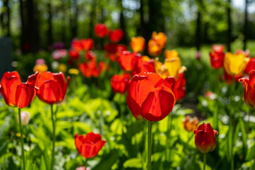A flower bed of bright blooming tulips in the park