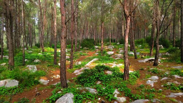 Aerial: Drone Flying Backwards By Trees Amidst Rocks In Ben Shemen Forest