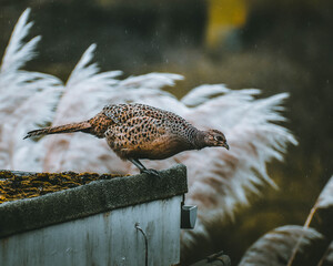 pheasant ready to jump in the rain