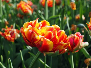Red yellow tulips in the garden