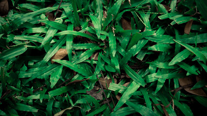 close up of green leaves