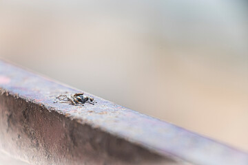 jumping spider. A spider walks on a rusty iron beam. jumping spiders can find in forests home gardens. High quality photo