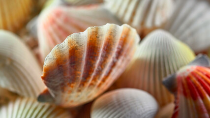 Lots of amazing variety of seashells, seashells background.