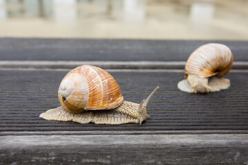 snail on the road