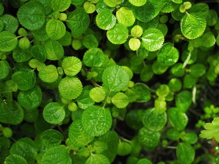 close up of green leaves
