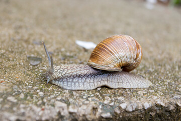 snail on the sand