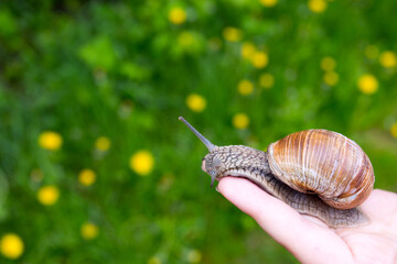 snail on hand