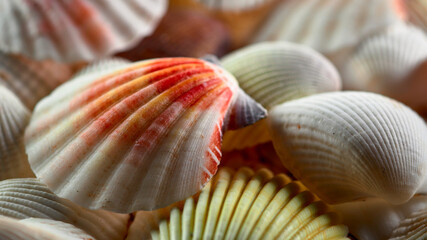 Lots of amazing variety of seashells, seashells background.