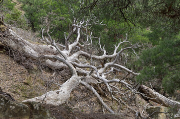 Dried relict pines in a mountain forest.