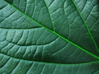 close up of green leaf