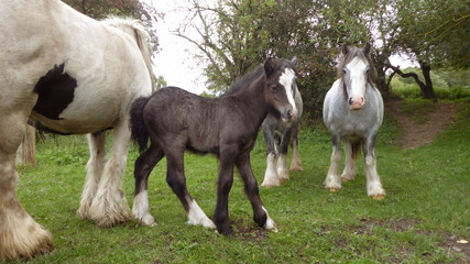 horses and foal