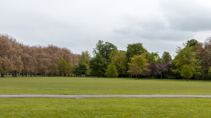 Fototapeta premium landscape with trees and clouds