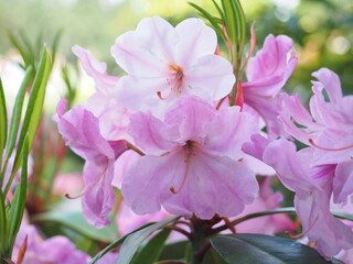 pink and white azalea in the garden