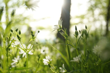 grass and flowers