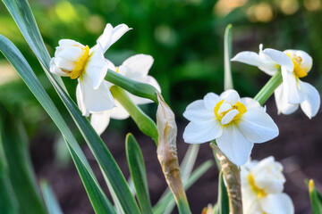 White daffodils with a yellow double core in spring. Close-up. A bush of double daffodils with an orange core. Spring flowers in a garden bed in a well-groomed garden. Flowers from the nursery 