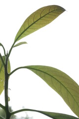 avocado leaves