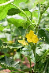 Obraz premium Young cucumber plant - green, fruit, blossom, leaf, stem