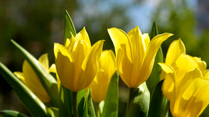 Yellow-colored inflorescences of an ornamental plant called tulip commonly planted in squares and gardens in the city of Białystok in Podlasie, Poland.