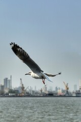 seagull in flight